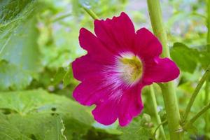 bellissimo primo piano di un fiore di malva rosa vibrante. foto