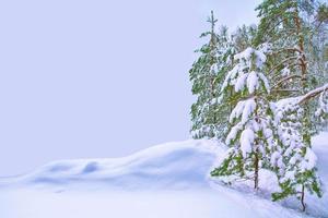 foresta invernale ghiacciata con alberi innevati. foto