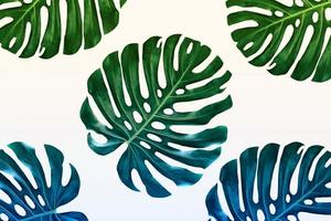 foglia verde di un monstera di fiori tropicali foto