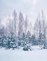 foresta invernale ghiacciata con alberi innevati. foto