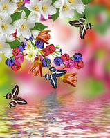 fiori e farfalle foto