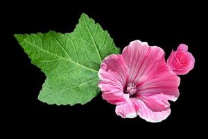 lavatera isolato su sfondo nero. fiore luminoso foto