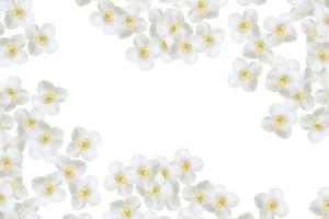 ramo di fiori di gelsomino isolati su sfondo bianco foto