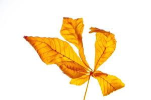 foglie autunnali colorate e luminose foto