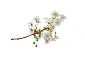 ramo fiorito di ciliegio isolato su sfondo bianco. foto