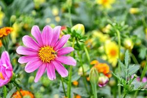 dalia di fiori colorati sullo sfondo del paesaggio estivo foto