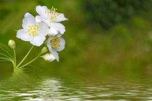 gelsomino bianco il ramo fiori primaverili delicati foto