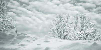 foresta invernale ghiacciata con alberi innevati. foto