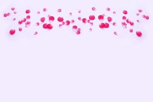petali di rosa rosa brillante. foto