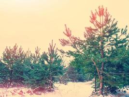 foresta invernale ghiacciata con alberi innevati. foto