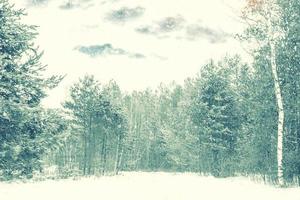 foresta invernale ghiacciata con alberi innevati. foto