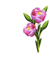 fiori di tulipani isolati su sfondo bianco foto