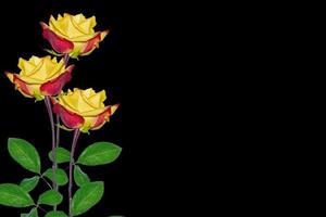 rose bocciolo di fiori su sfondo nero foto