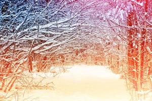 foresta invernale ghiacciata con alberi innevati. foto