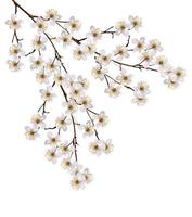 ramo di fiori di ciliegio bianco foto