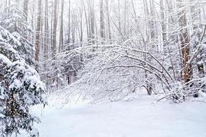 foresta nel gelo. paesaggio invernale. alberi innevati. foto