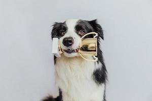 simpatico cucciolo di cane border collie che tiene la coppa del trofeo del campione d'oro in bocca isolata su sfondo bianco. vincitore campione cane divertente. vittoria primo posto della competizione. concetto vincente o di successo. foto