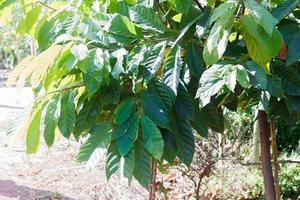 fattoria di cacao in giardino durante il giorno. foto