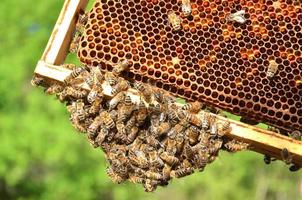 api a nido d'ape