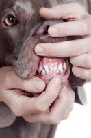 ispezionando i denti di cane su sfondo bianco.