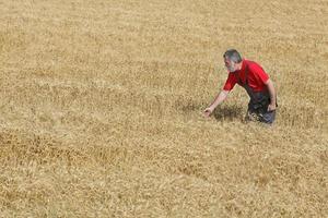 scena agricola, agricoltore o agronomo ispezionano il campo di grano