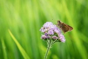 primo piano di skipper insetto sull'erba foto