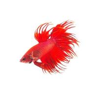 pesce combattente siamese rosso arancio, betta splendens isolato su sfondo bianco foto