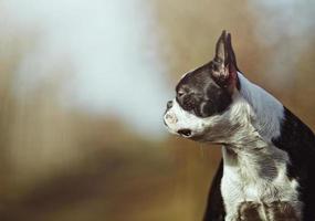 Ritratto di bello e triste cucciolo di cane Boston Terrier foto