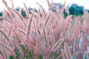 messa a fuoco morbida del fiore di erba rosa su uno stile di colore pastello per lo sfondo foto