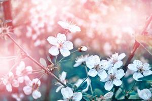 giardino primaverile. alberi da frutto in fiore. foto