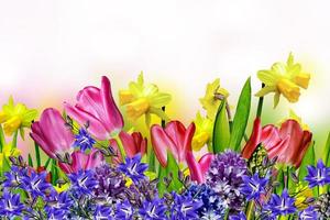 tulipani rosa e gialli.narciso foto