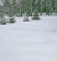 foresta invernale ghiacciata con alberi innevati. foto