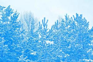 foresta invernale ghiacciata con alberi innevati. foto