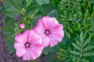 fiori colorati lavatela rosa foto