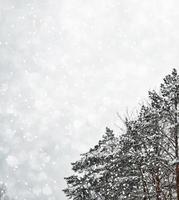 foresta invernale ghiacciata con alberi innevati. foto