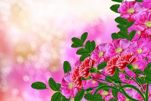 delicati fiori di roseto selvatico foto
