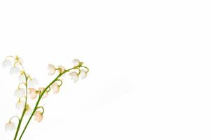mughetto fiore su sfondo bianco foto