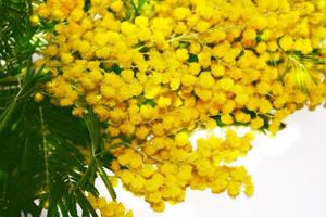 fiori di mimosa da vicino, sfondo astratto. stagione primaverile. soffice struttura mimosa di boccioli gialli. festa della mamma, concetto di vacanze dell'8 marzo foto