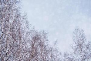 foresta invernale ghiacciata con alberi innevati. foto