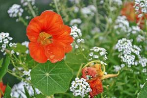 fiori di nasturzio. paesaggio estivo foto