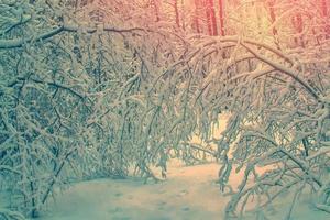 foresta invernale ghiacciata con alberi innevati. foto