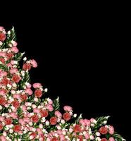 fiori colorati luminosi rosa selvatica isolata su uno sfondo nero foto