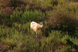 le mucche pascolano in una radura della foresta nel nord di Israele foto