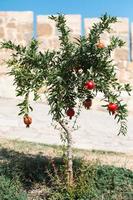 un melograno rosso maturo è appeso a un ramo di un albero da frutto. cibo naturale, ecologico, frutteto foto