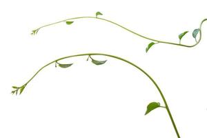 pianta di vite, pianta di foglie di edera naturale isolata su sfondo bianco, percorso di ritaglio incluso. foto