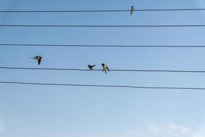 rondini sedute su fili contro il cielo blu in una giornata di sole foto