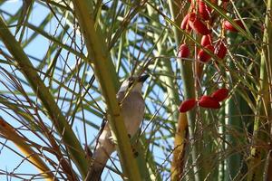 ricco raccolto di datteri sulle palme nel parco cittadino. foto