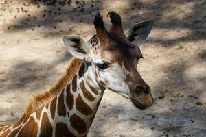vista di profilo della giraffa allo zoo foto