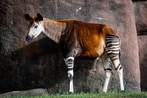 vista laterale dell'okapi adulto allo zoo foto