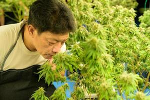 lavoratore agricolo con bellissime piante di cannabis che crescono in fabbrica. controllare l'integrità degli steli e delle foglie nel vivaio per ottenere cannabis di qualità foto